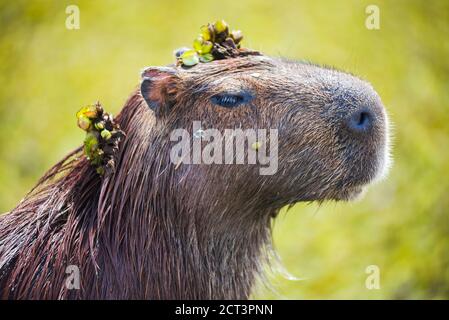 Capybara (Hydrochoerus hydrochaeris), zone umide di Ibera (alias Ibera Marshes), una zona paludosa della provincia di Corrientes, Argentina, Sud America Foto Stock