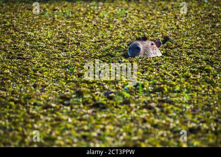 Capybara (Hydrochoerus hydrochaeris), zone umide di Ibera (Esteros del Ibera), una zona paludosa della provincia di Corrientes, Argentina, Sud America Foto Stock