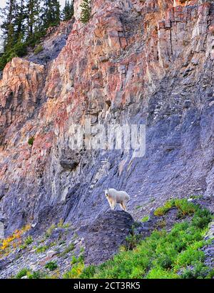 Mountain Goat (oreamnos americanus) bianco, furry sul Monte Timpanogos escursionismo backpacking Timpooneke Trail in Uinta Wasatch cache National Forest, U. Foto Stock