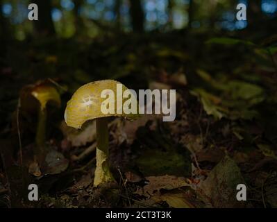 Una mosca agarica americana piuttosto vecchia e gustosa (variante gialla, Amanita muscaria var. Guessowii) in una foresta del Quebec, Val-des-Monts, Canada. Foto Stock