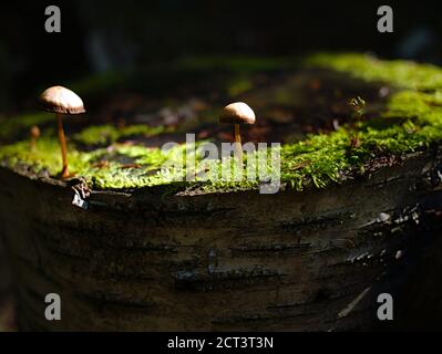 Due delicati funghi berretti su un tronco di muschio, crogiolandosi al sole del pomeriggio in Val-des-Monts, Quebec, Canada. Foto Stock