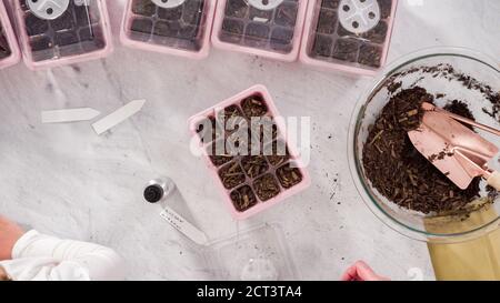 Disposizione piatta. Ragazza piccola che aiuta semina semi in propagatore di seme con suolo. Foto Stock