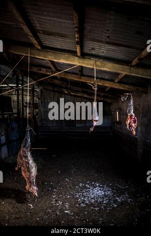 Essiccazione della carne nella fattoria di Estancia la Oriental, Parco Nazionale Perito Moreno, Provincia di Santa Cruz, Patagonia, Argentina, Sud America Foto Stock