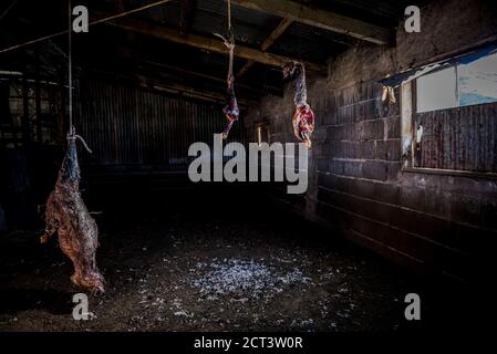 Essiccazione della carne nella fattoria di Estancia la Oriental, Parco Nazionale Perito Moreno, Provincia di Santa Cruz, Patagonia, Argentina, Sud America Foto Stock