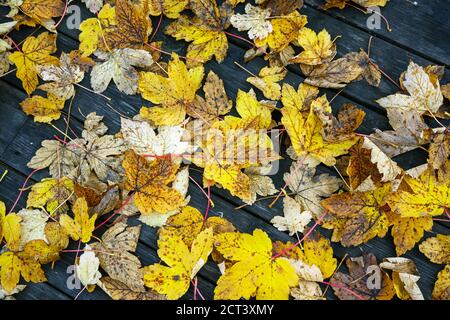 Foglie secche e decadimento sul pavimento di legno. L'autunno parte in Norvegia Foto Stock