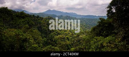 Choco Rainforest, Ecuador. Questa area della giungla è la Foresta Nuvola di Mashpi nella provincia di Pichincha in Ecuador, Sud America Foto Stock