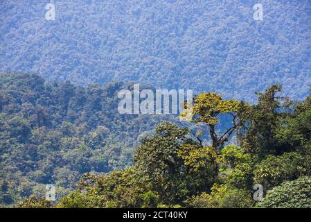 Choco Rainforest, Ecuador. Questa area della giungla è la Foresta Nuvola di Mashpi nella provincia di Pichincha in Ecuador, Sud America Foto Stock