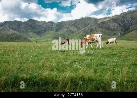 Le mucche pascolano su prati ecologici in montagna Foto Stock