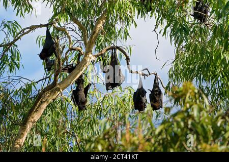 Una colonia di pipistrelli appesi agli alberi nella luce del giorno pronto per il volo di notte Foto Stock