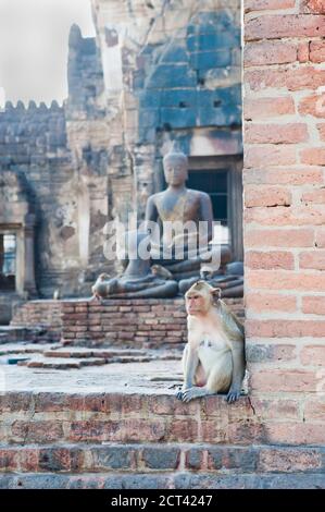 Scimmia al tempio buddista Phra Prang Sam Yot, Lopburi, Thailandia, Sud-est asiatico, Asia, Sud-est asiatico Foto Stock