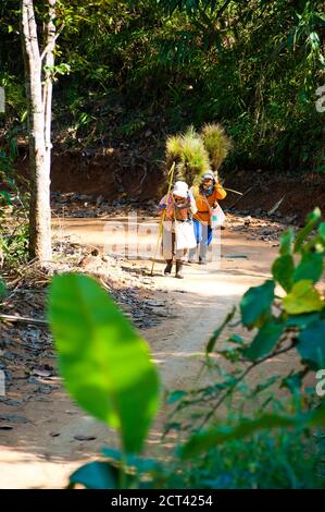 Lahu Tribe Donne che trasportano erba su una collina di Streep, Chiang Rai, Tailandia, Asia sudorientale Foto Stock