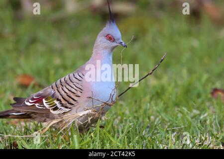 Un piccione crestato (Ocyphaps lophotes) Raccoglie il materiale del nido in un cortile nel NSW Australia Foto Stock