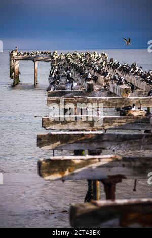 Colonia cormorana sul vecchio molo di Punta Arenas, Magallanes e Antartica Chilena Regione, Cilena Patagonia, Cile, Sud America Foto Stock