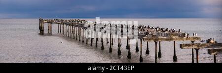 Colonia cormorana sul vecchio molo di Punta Arenas, Magallanes e Antartica Chilena Regione, Cilena Patagonia, Cile, Sud America Foto Stock