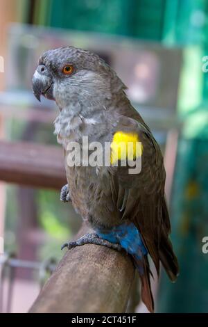 Il pappagallo di Rueppell (Poicephalus rueppellii) è endemico nell'Africa sudoccidentale, dalla Namibia centrale all'Angola sudoccidentale. Vive in savana. Foto Stock
