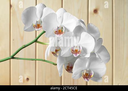 Orchidee di fiori bianchi su sfondo di legno Foto Stock