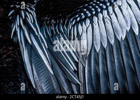 Anhinga (Anhinga Anhinga) uccello, Tortuguero Parco Nazionale, Provincia di Limone, Costa Rica Foto Stock