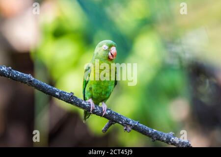 Parakeet aranciato (Brotogeris jugularis), Boca Tapada, Provincia di Alajuela, Costa Rica Foto Stock