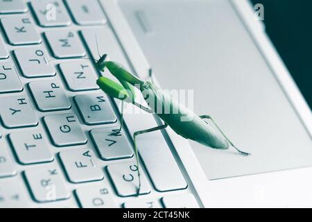 Mantide verde premendo i tasti su una tastiera del pc, metafora di bug del computer Foto Stock