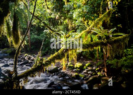 Fiume Savegre (Rio Savegre), San Gerardo de Dota, Provincia di San Jose, Costa Rica Foto Stock