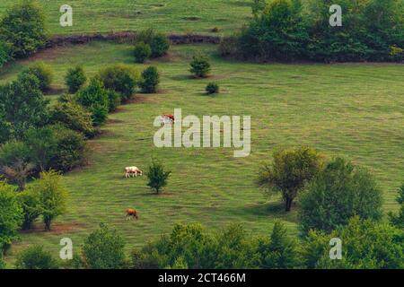 Le mucche pascolano su un prato verde in montagna Foto Stock