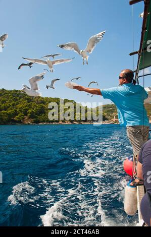 Guida turistica su un tour di un giorno alle isole Elafiti, nutrendo gabbiani, isole Elafiti, Croazia Foto Stock