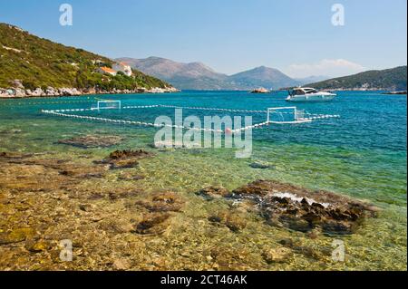 Polo d'acqua nel Mare Adriatico, Isola di Sipan, Isole Elafiti, Costa dalmata, Croazia Foto Stock