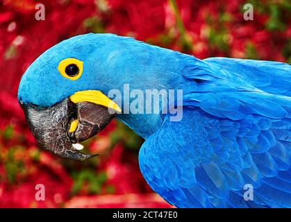 Il macaw di Parrot Blue Spix si avvicina seduto sulla terra Foto Stock