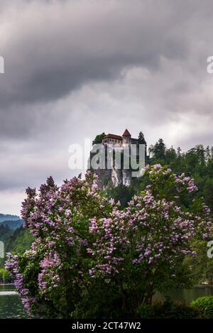 Lago di Bled Castello, Slovenia in Bled, Alpi Giulie, Gorenjska, alta Carniola Regione, Slovenia, Europa Foto Stock