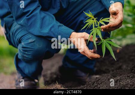 L'uomo agricoltore tenere la mano Bush green marijuana. La piantagione di cannabis in presenza di luce solare Foto Stock