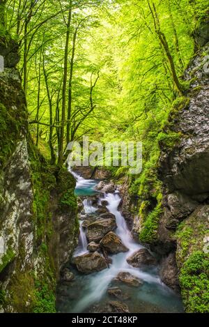 Canyon del Fiume Zadlascanica, Gole di Tolmin, Parco Nazionale del Triglav (Parco Narodni del Triglavski), Slovenia, Europa Foto Stock