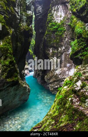 Canyon del Fiume Tolminka, Gole di Tolmin, Parco Nazionale del Triglav (Parco di Triglavski Narodni), Slovenia, Europa Foto Stock