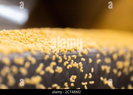 Produzione di pasta trasportatore automatico, essiccazione e insaccatura in vendita Foto Stock