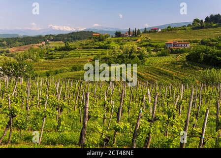 Goriska Brda vigneto campagna con montagne sullo sfondo, Goriska Brda (colline Gorizia), Slovenia, Europa Foto Stock