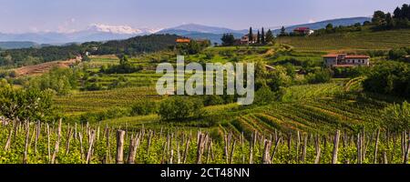 Goriska Brda vigneto campagna con montagne sullo sfondo, Goriska Brda (colline Gorizia), Slovenia, Europa Foto Stock