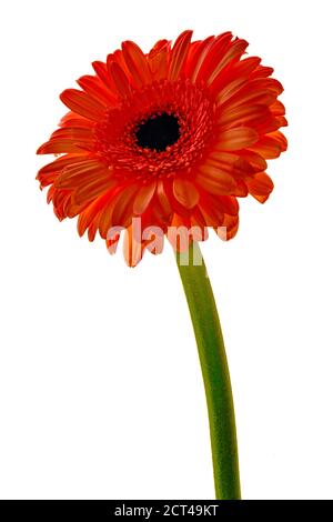 Red Barberton Daisy è il nome comune della Gebera Jamesonii, conosciuta anche come la Daisy Transvaal o Gerbera. La vasta gamma di fiori colo impressionante Foto Stock