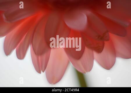 Pink Barberton Daisy è il nome comune della Gebera Jamesonii, conosciuta anche come la Daisy Transvaal o Gerbera. La vasta gamma di impressionante fiore col Foto Stock