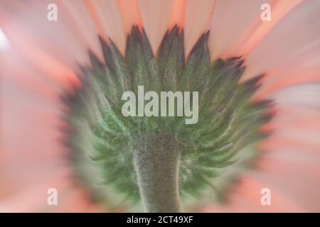 Pink Barberton Daisy è il nome comune della Gebera Jamesonii, conosciuta anche come la Daisy Transvaal o Gerbera. La vasta gamma di impressionante fiore col Foto Stock