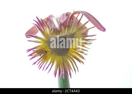 Pink Barberton Daisy è il nome comune della Gebera Jamesonii, conosciuta anche come la Daisy Transvaal o Gerbera. La vasta gamma di impressionante fiore col Foto Stock