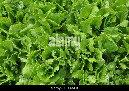 Foglie fresche di lattuga giovane nel giardino. Foto Stock