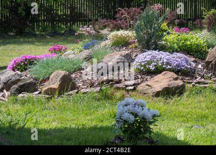 Giardino primaverile con splendido giardino di roccia in piena fioritura con Phlox rosa, Armeria maritima, mare prospera, Bergenia o orecchie elefanti, garofano e altro Foto Stock