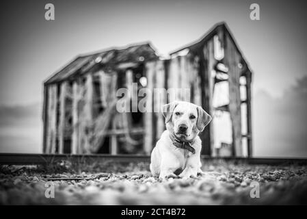 Golden Labrador Dog a Dungeness Beach, Kent, Inghilterra, Regno Unito, Europa Foto Stock