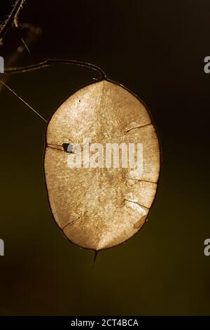 Silicato traslucido retroilluminato di Lunaria annua, noto anche come onestà, Money Plant o Judaspenge Foto Stock