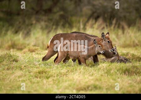 Comune Waterbuck, kobus ellissiprymnus, femmina con giovane in piedi su Grass, Kenya Foto Stock