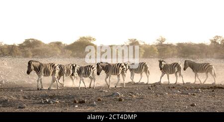 Un'abbagliante polverosa di Zebra nel Parco Nazionale di Etosha, Namibia. Foto Stock