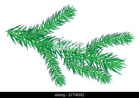 Rami di abete isolati su sfondo bianco. Ramo verde lussureggiante di abete rosso. Albero di Natale ramoscello. Simbolo di Natale e Capodanno. Illustrazione vettoriale stock Illustrazione Vettoriale