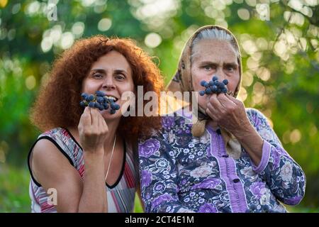 Madre e figlia contadini che mangiano uva al tramonto nel frutteto Foto Stock