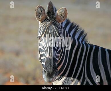 Stallone la zebra di Burchell (Equus quagga) ritratto di testa Foto Stock
