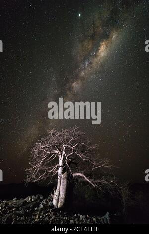 Un albero di Baobab si è illuminato nel mezzo della notte in Epupa, nella regione di Kunene, Namibia. Foto Stock