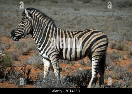 Zebra di Burchell (Equus quagga) vista laterale a corpo intero Sud Africa Foto Stock